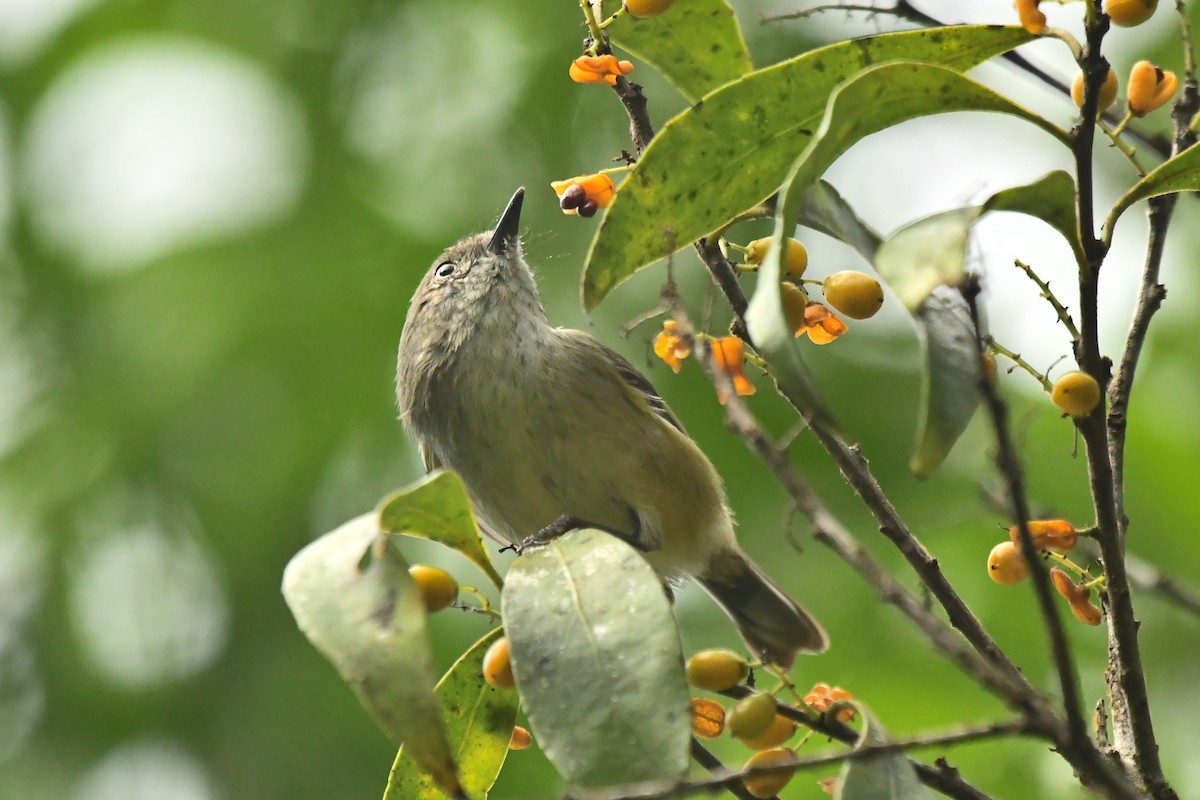Mountain Thornbill - ML634395030