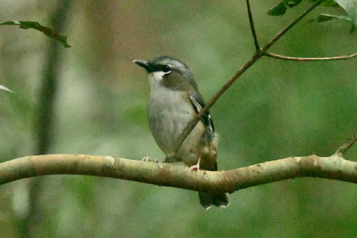 lejsčík šedotemenný - ML634395036