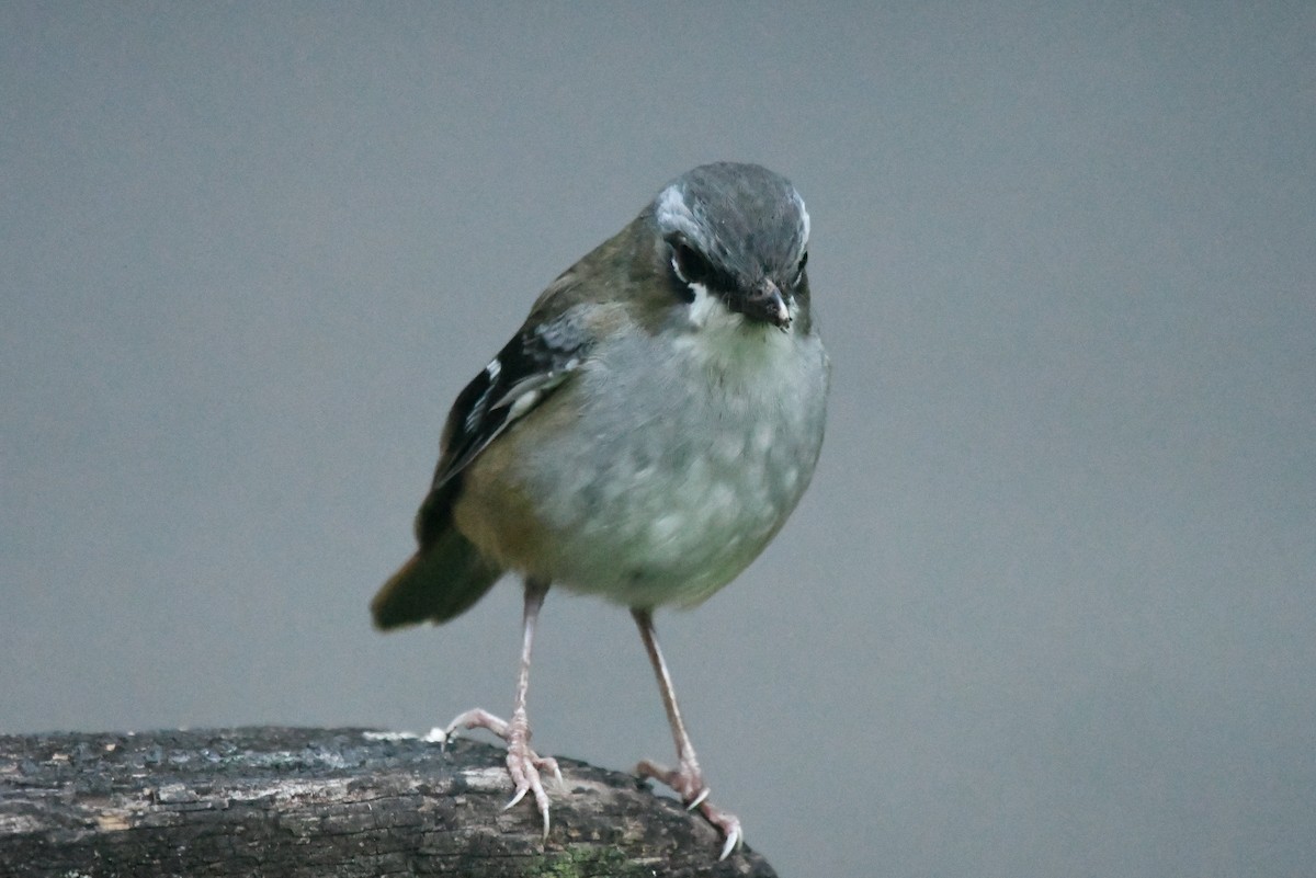 Gray-headed Robin - ML634395037