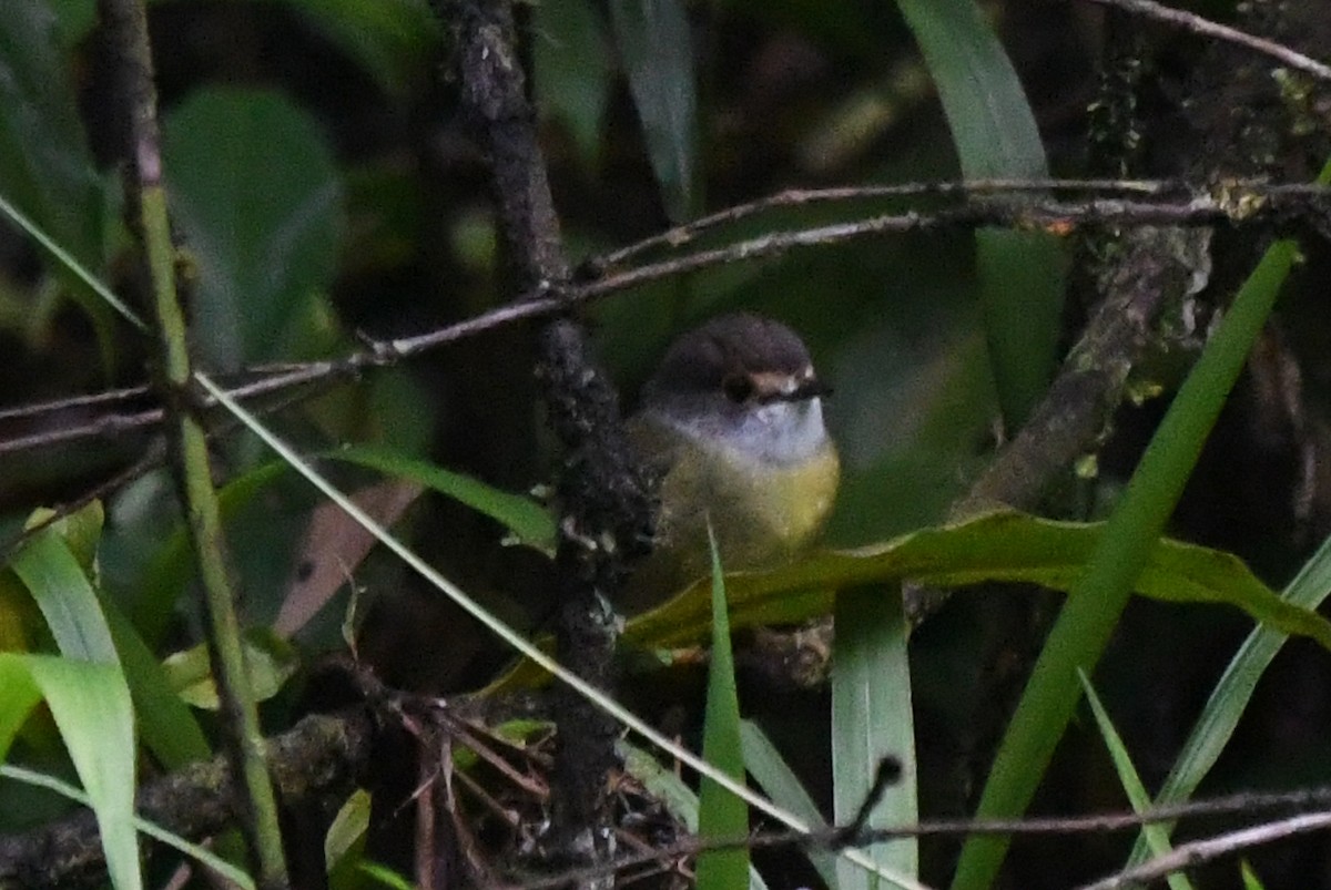 Pale-yellow Robin - ML634395040