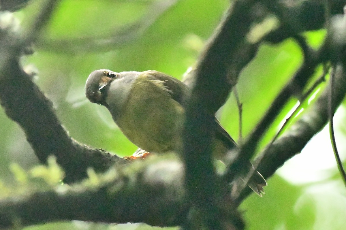 Pale-yellow Robin - ML634395041