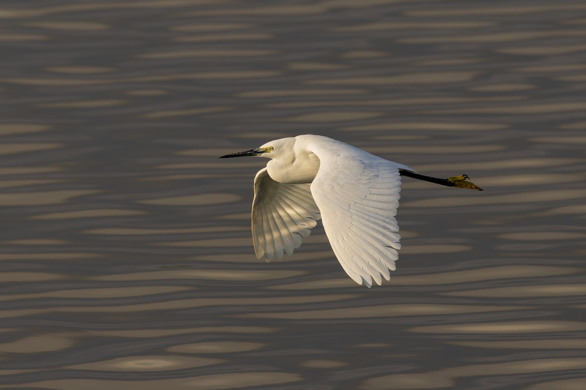 Aigrette garzette - ML634395061