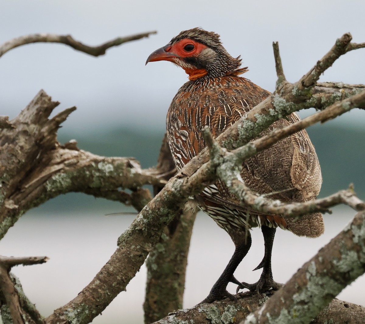 Gray-breasted Spurfowl - ML634395246