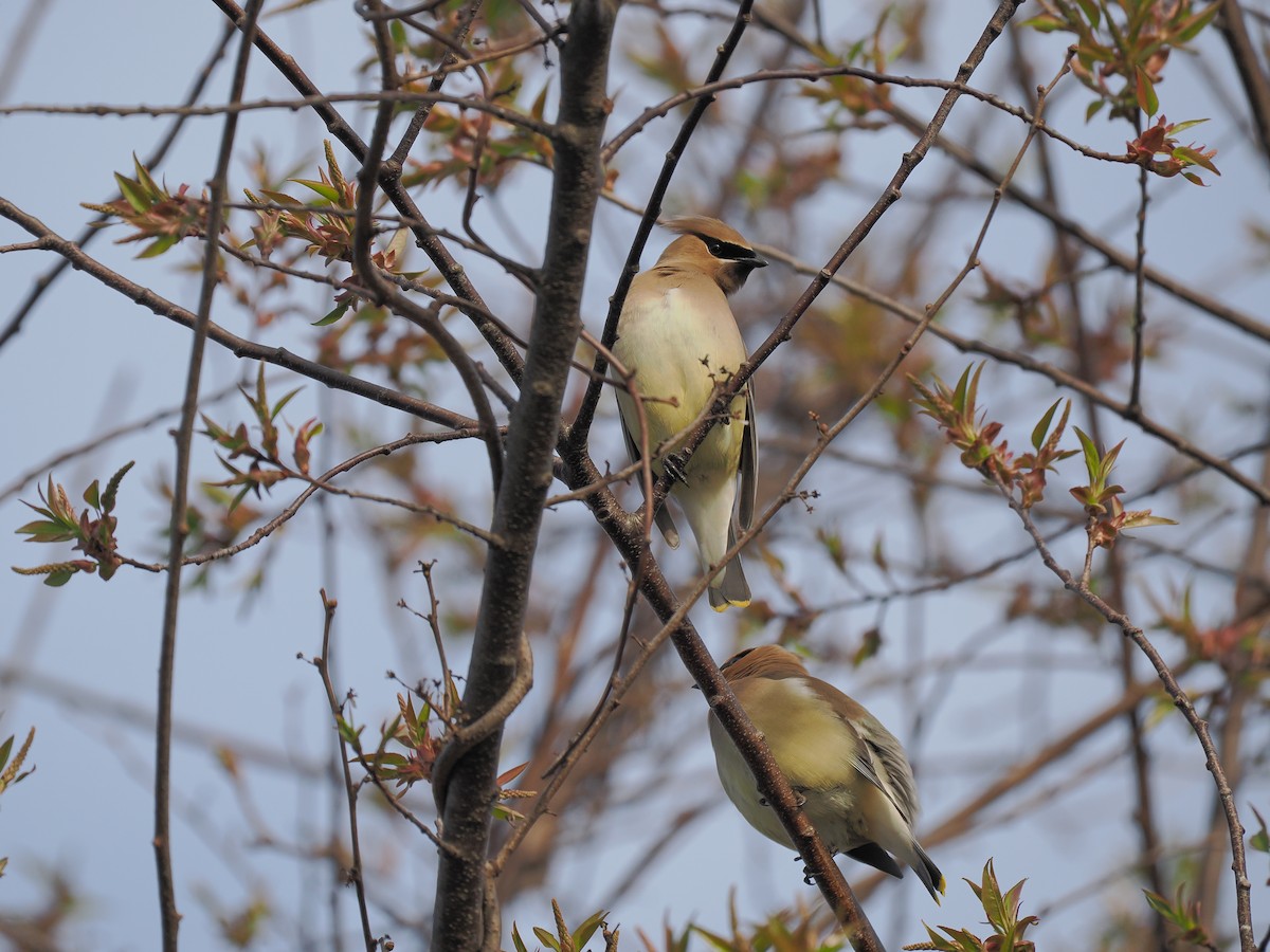 Cedar Waxwing - ML634395469