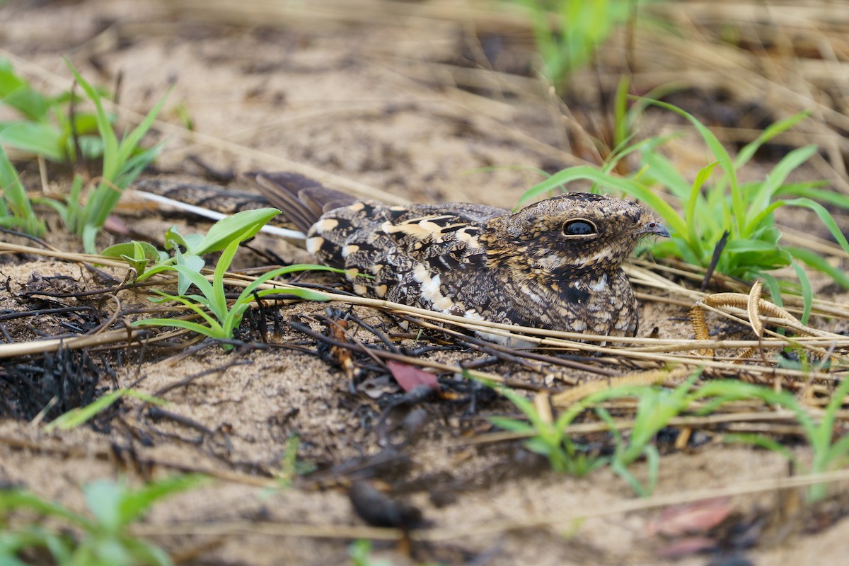 Fiery-necked Nightjar - ML634395568