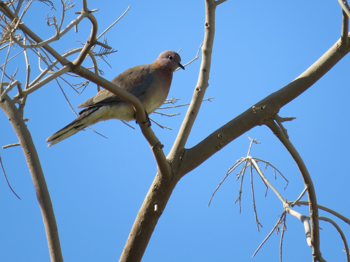 hrdlička senegalská - ML634395614