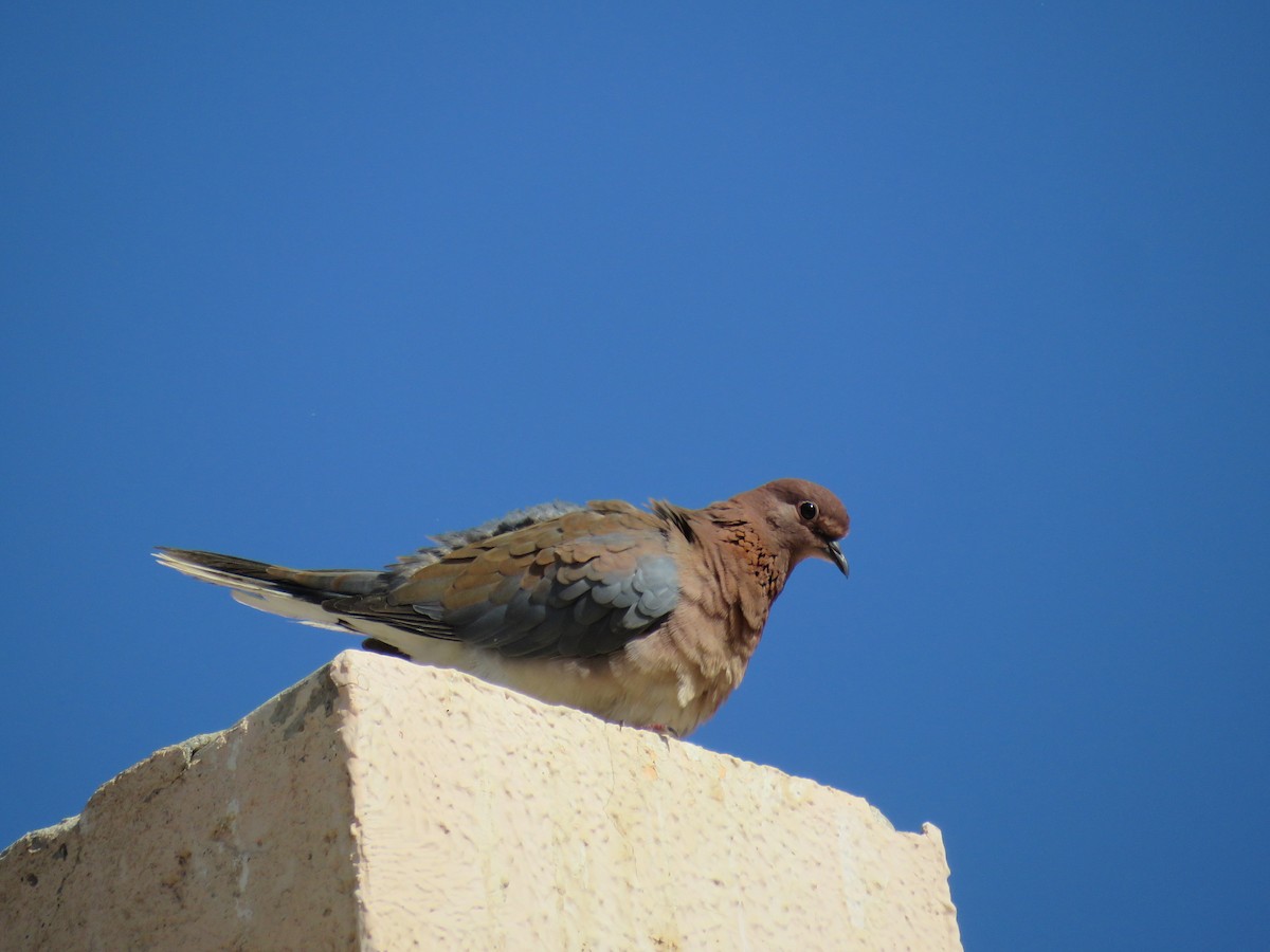 hrdlička senegalská - ML634395623