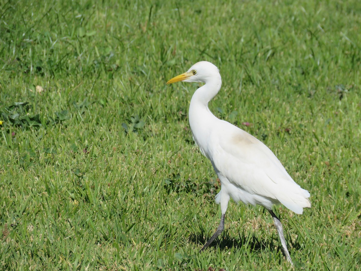 volavka rusohlavá - ML634395642