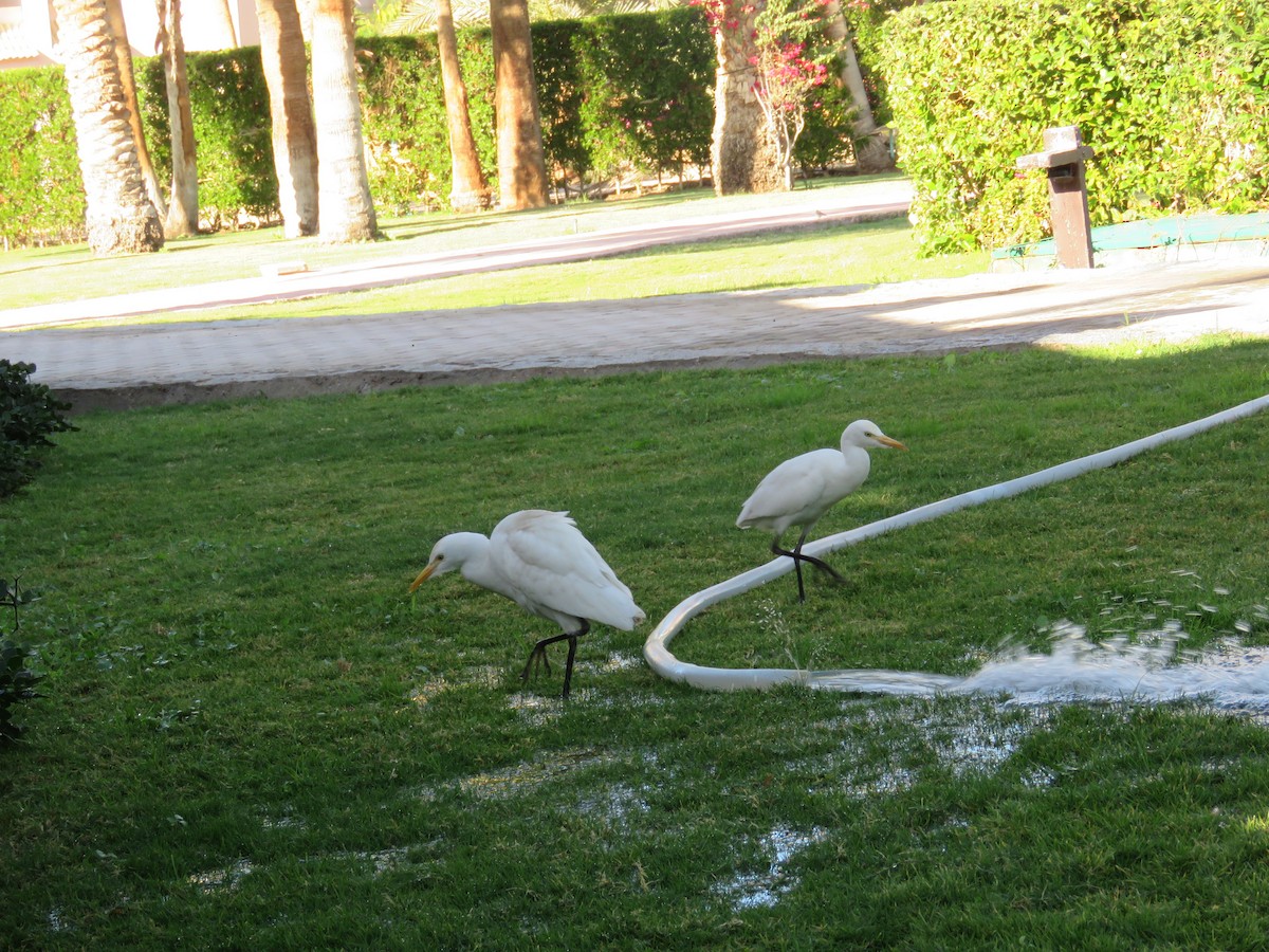 volavka rusohlavá - ML634395684