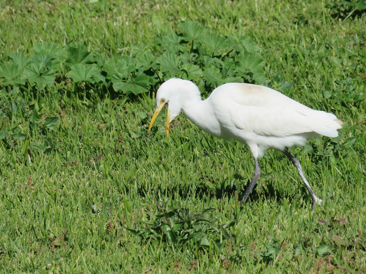 volavka rusohlavá - ML634395693