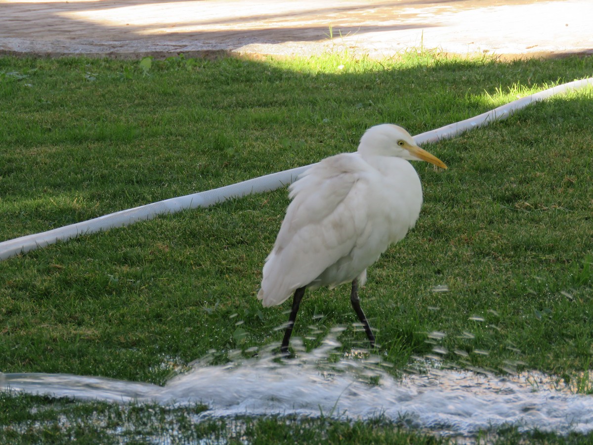 volavka rusohlavá - ML634395715