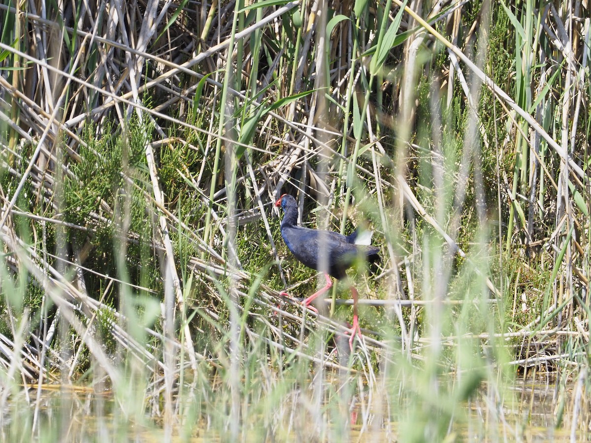 slípka modrá - ML634395754