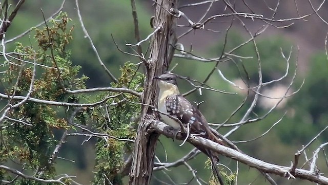 Great Spotted Cuckoo - ML634395809
