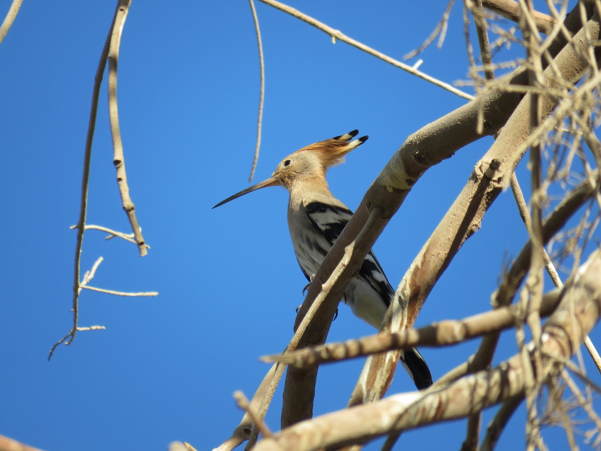 dudek chocholatý - ML634395821