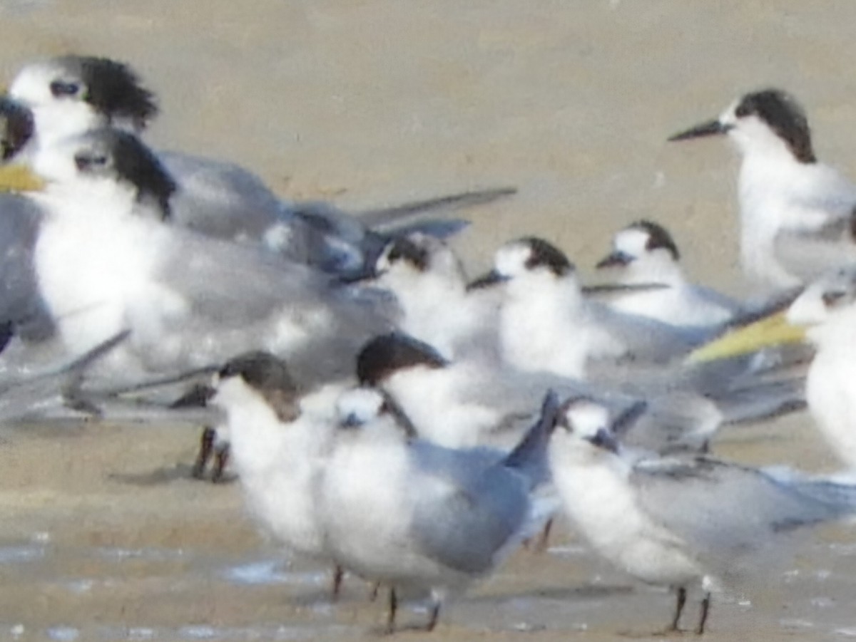 White-winged Tern - ML634395822