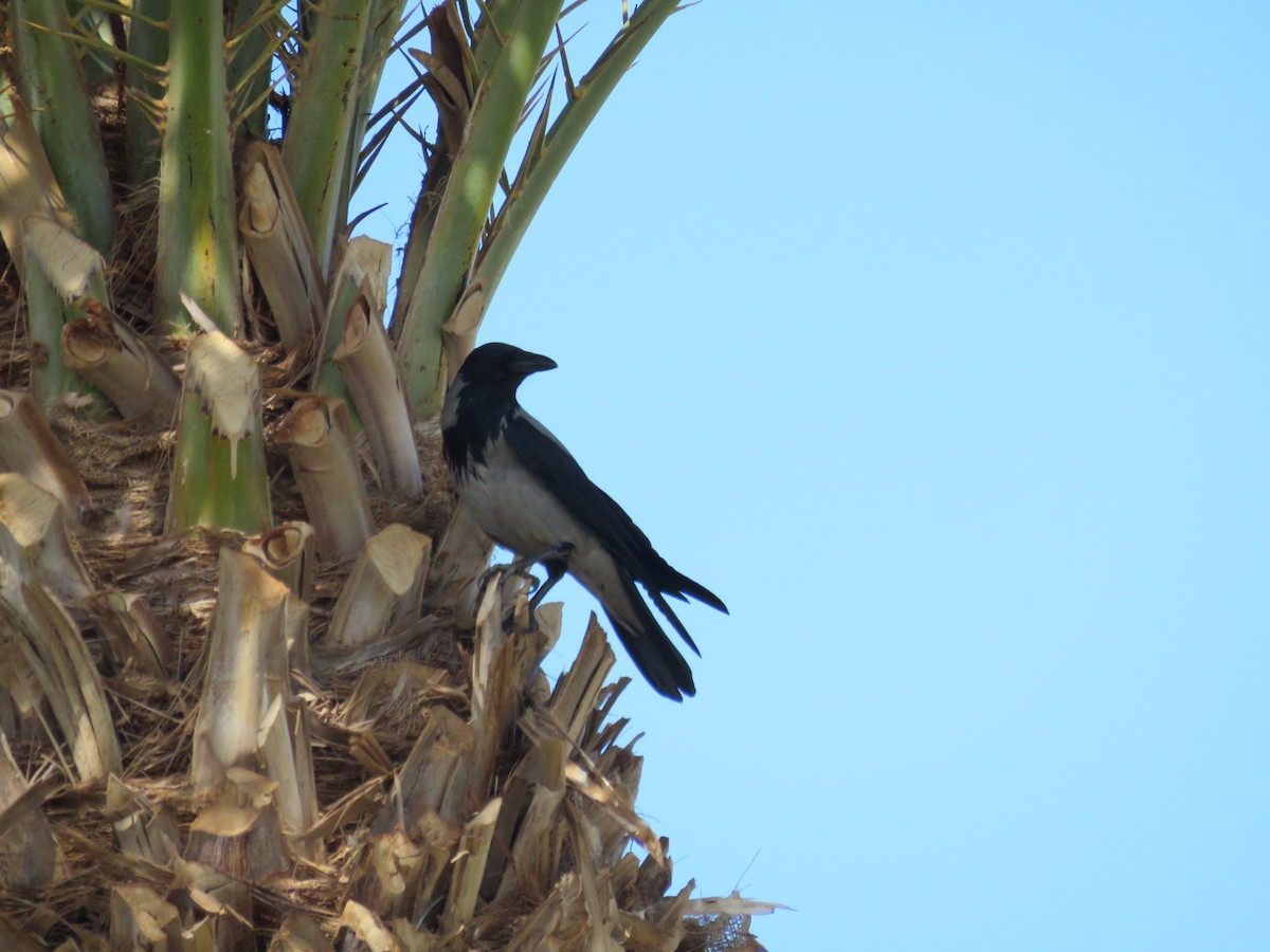 vrána šedá - ML634395836