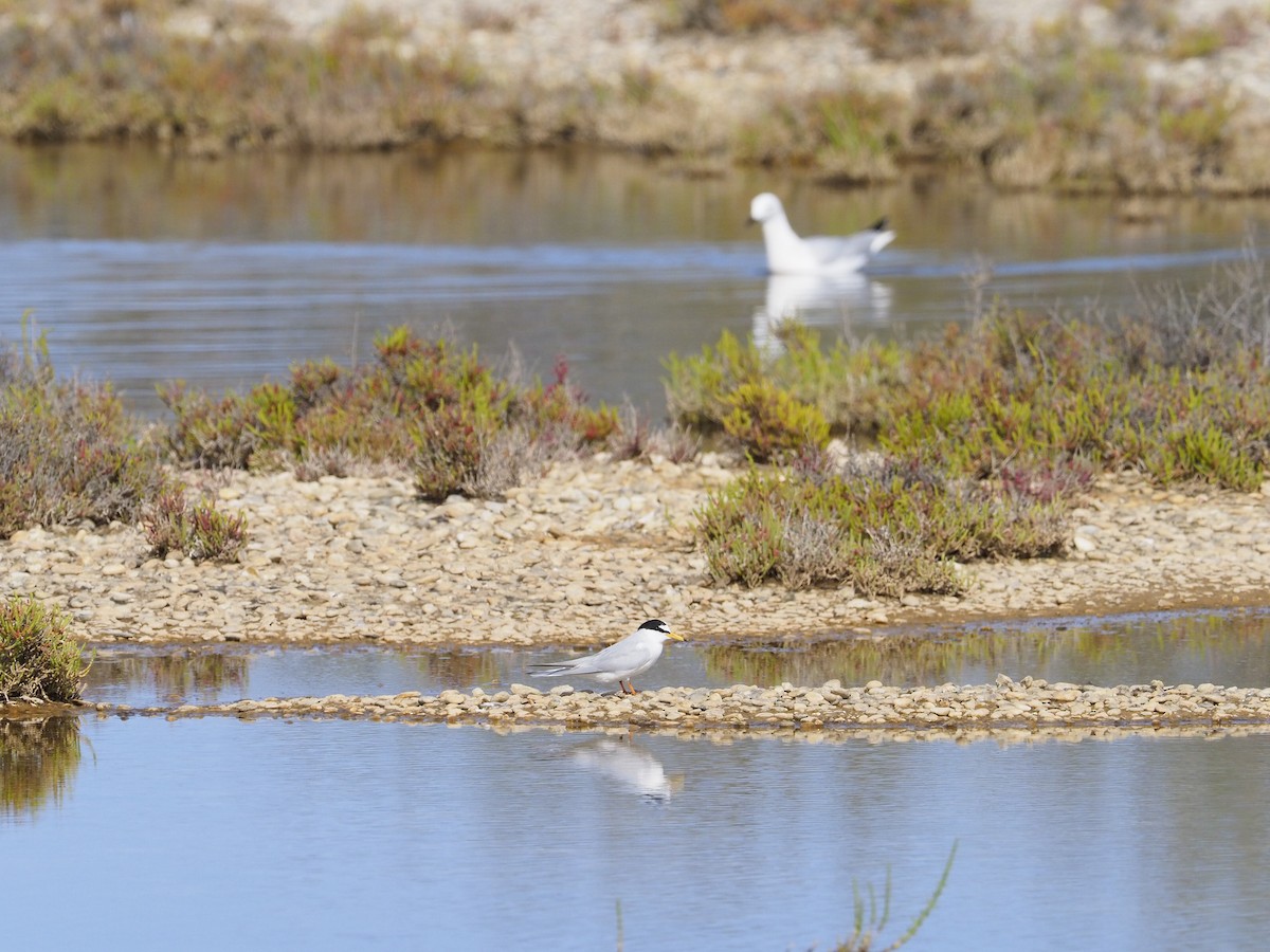 rybák malý - ML634395838