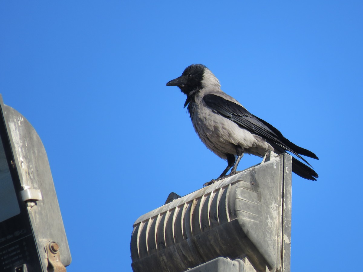 vrána šedá - ML634395846