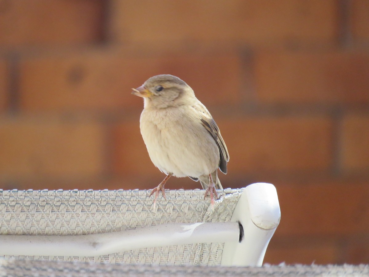 vrabec domácí - ML634395857