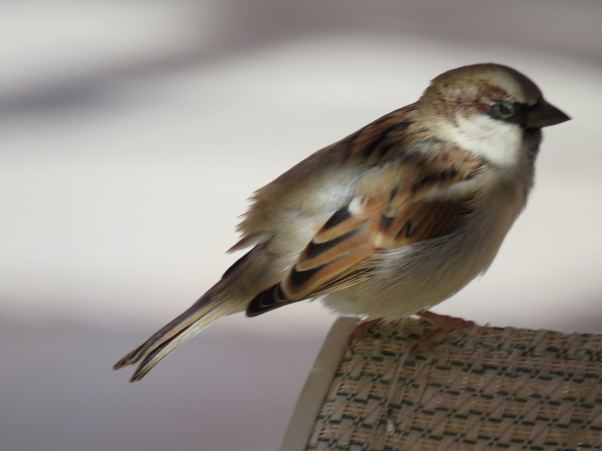 vrabec domácí - ML634395860