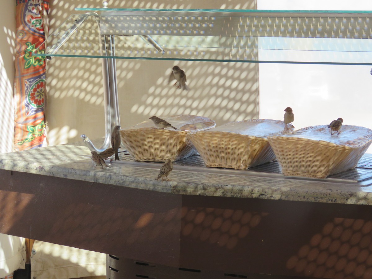 vrabec domácí - ML634395863