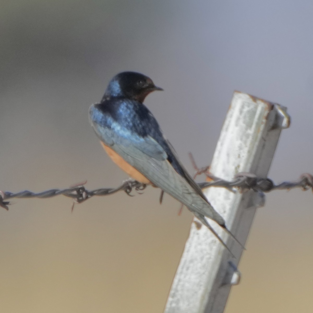 Cliff Swallow - ML634395868