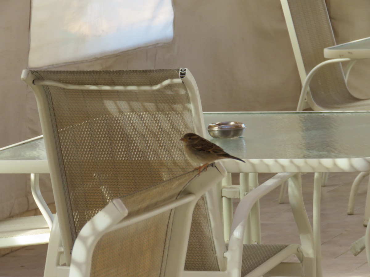 vrabec domácí - ML634395870