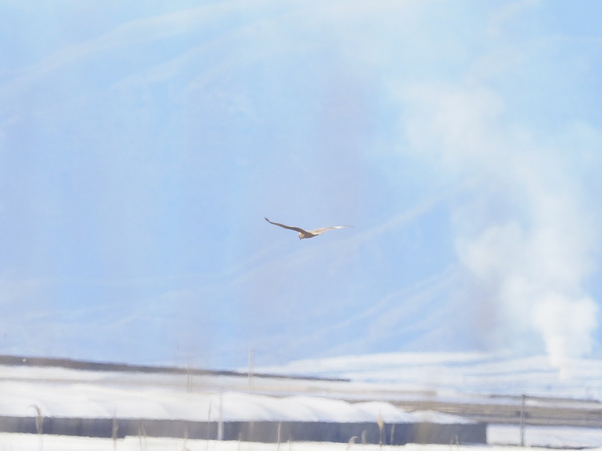 moták pochop - ML634395876