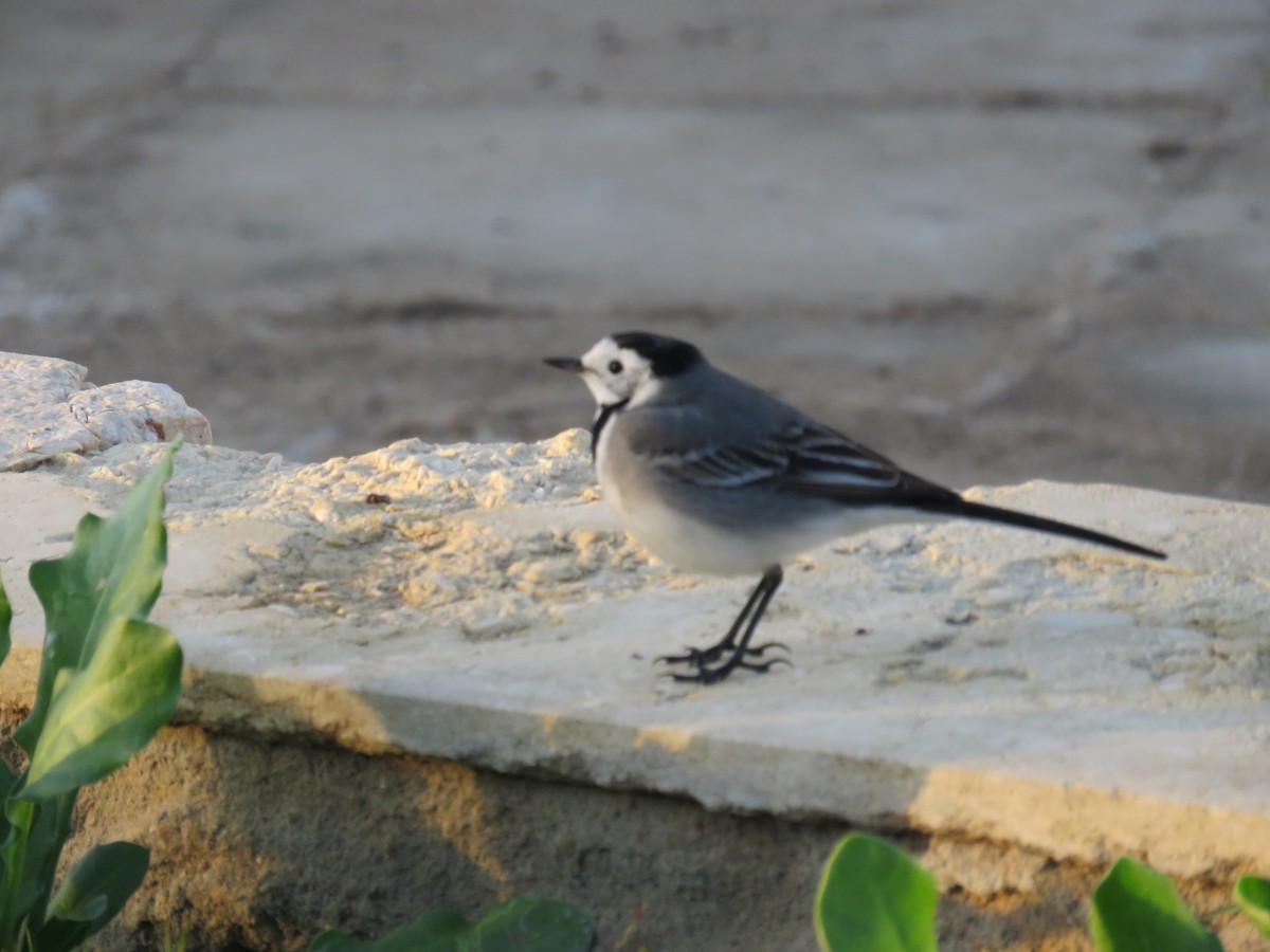 konipas bílý - ML634395877