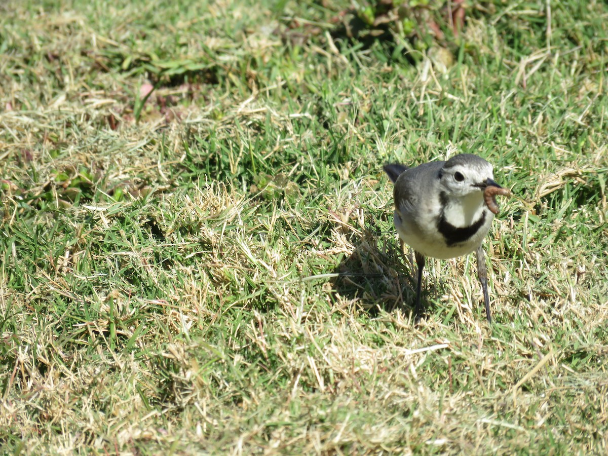 konipas bílý - ML634395943