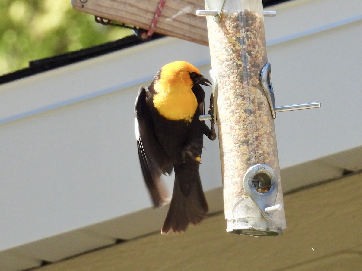 Yellow-headed Blackbird - ML634395956
