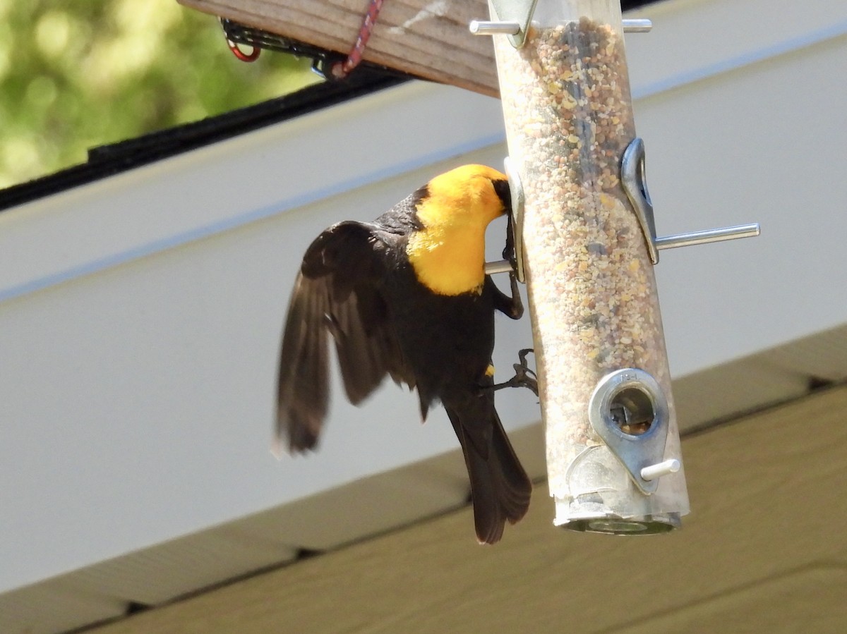 Yellow-headed Blackbird - ML634395957