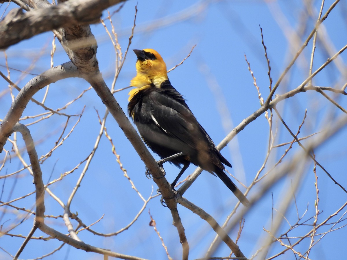 Yellow-headed Blackbird - ML634395958