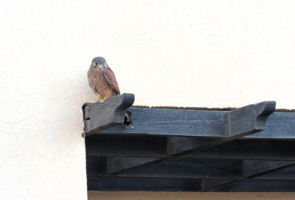 poštolka obecná - ML634396004