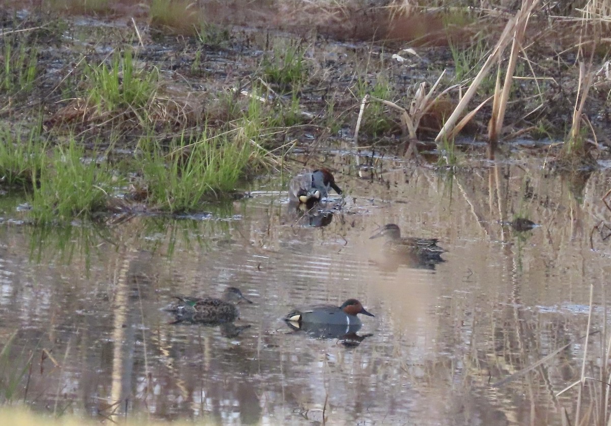 Green-winged Teal - ML634396015