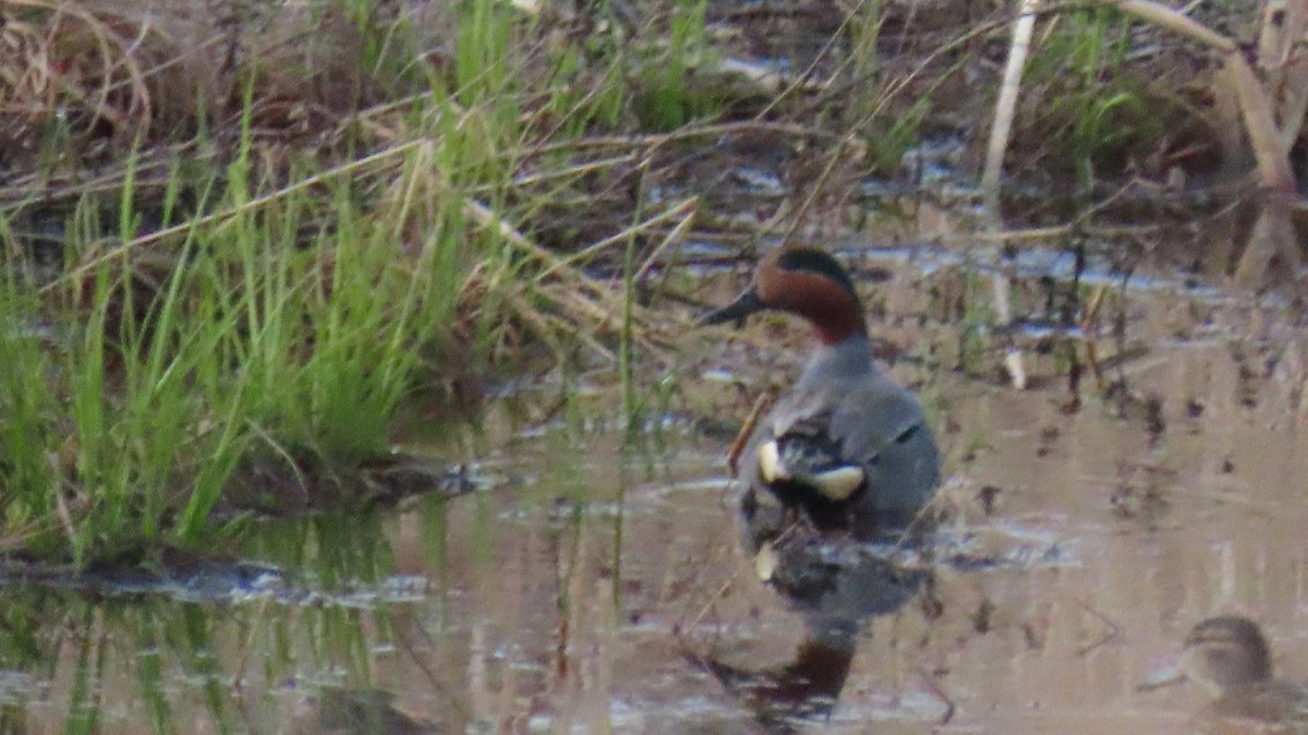 Green-winged Teal - ML634396016