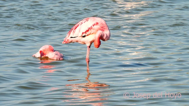 Lesser Flamingo - ML634396020