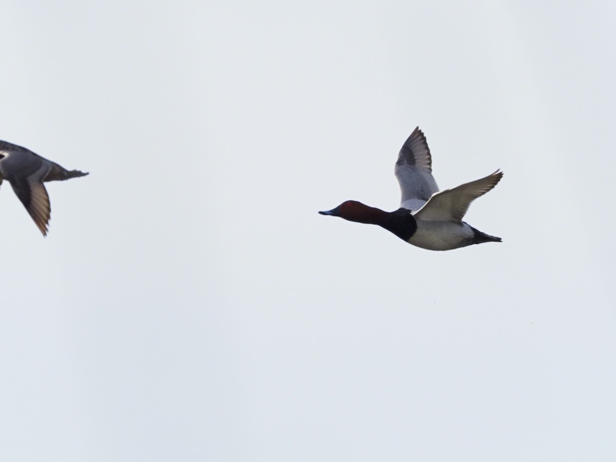 polák velký - ML634396025