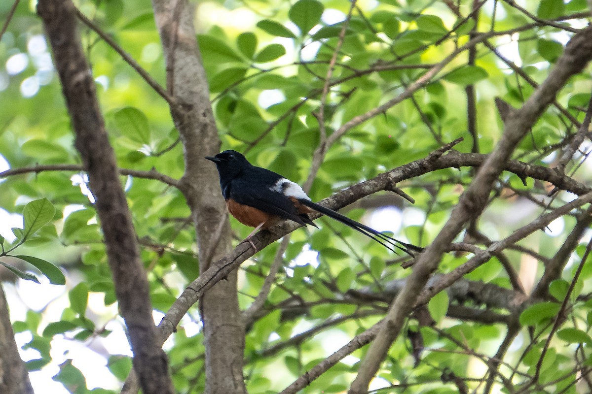 Белопоясничный шама - ML634396127