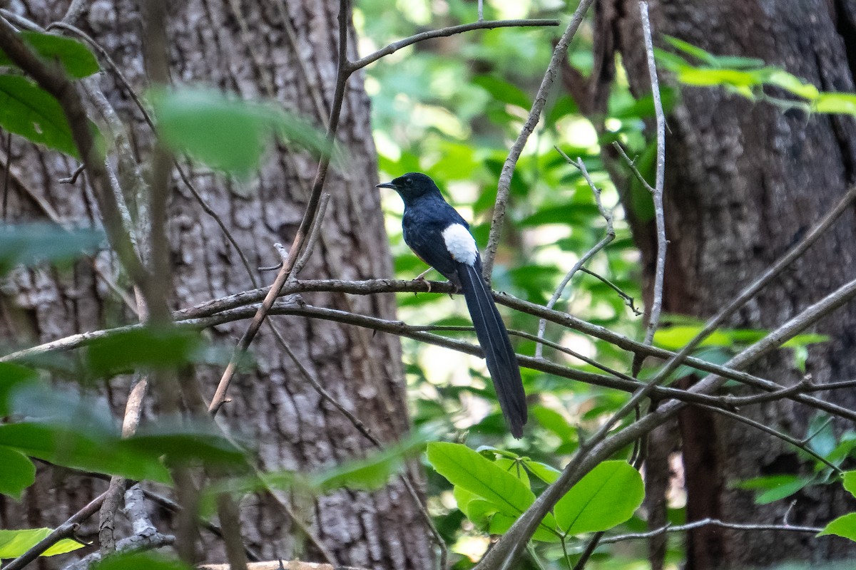 Белопоясничный шама - ML634396128