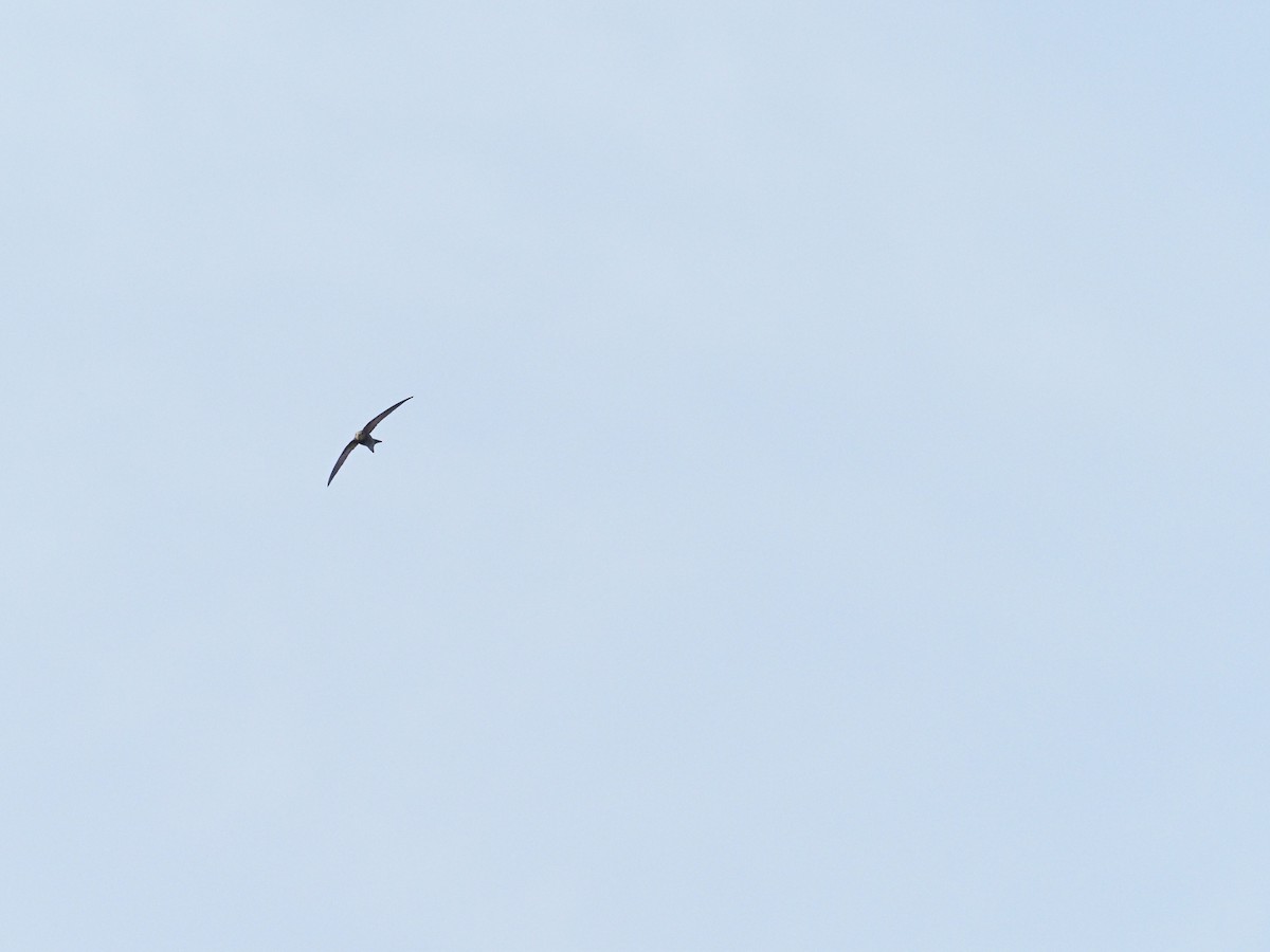 rorýs šedohnědý - ML634396151