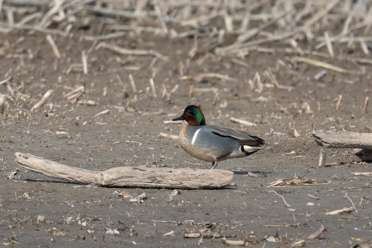 Green-winged Teal - ML634396161