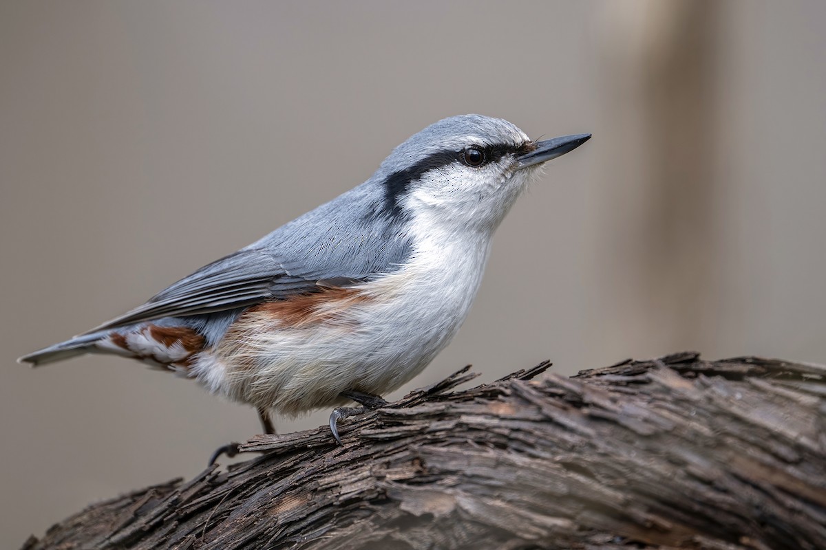 Eurasian Nuthatch (White-bellied) - ML634396173