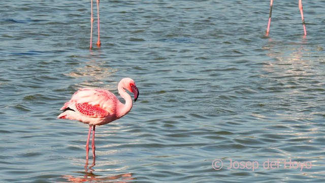 Lesser Flamingo - ML634396179