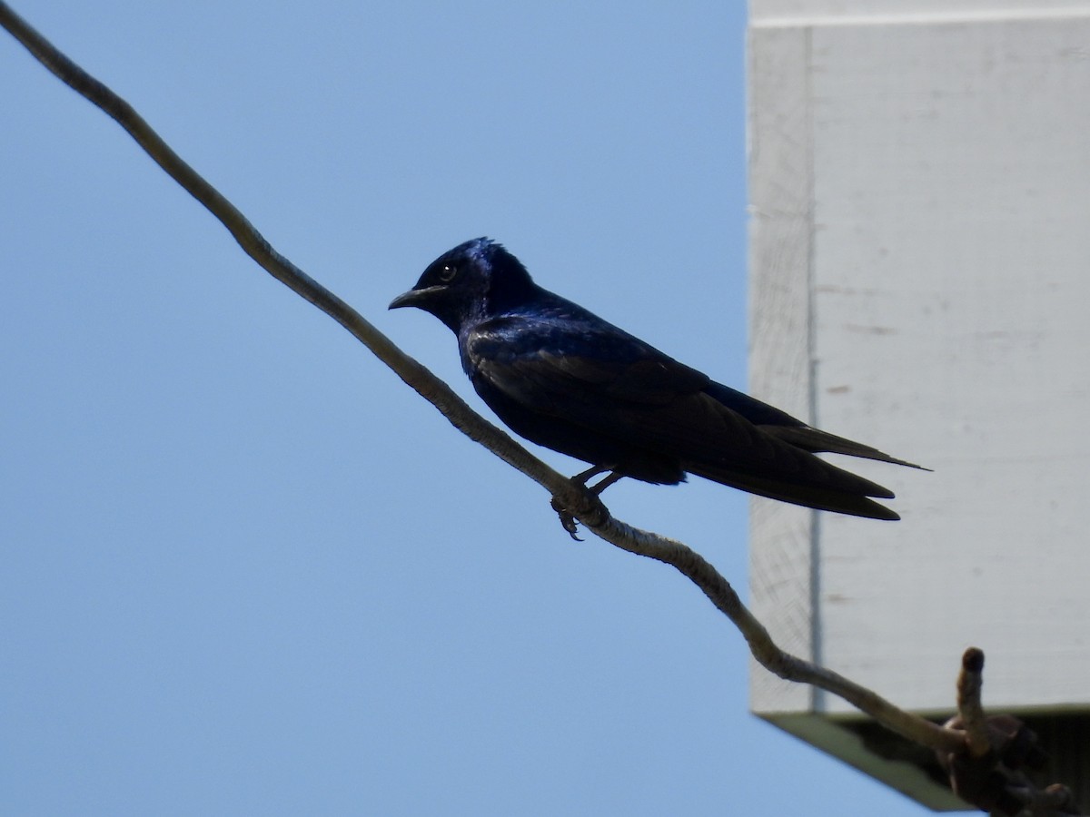 Elai purpura - ML634396191