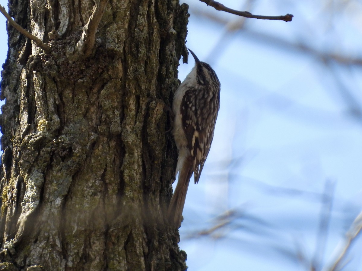 Gerri-txori amerikarra - ML634396207