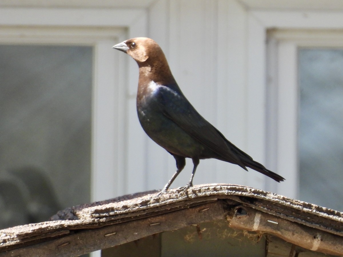 Brown-headed Cowbird - ML634396250