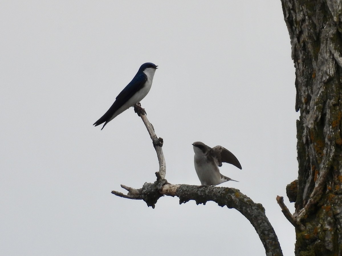 Tree Swallow - ML634396287