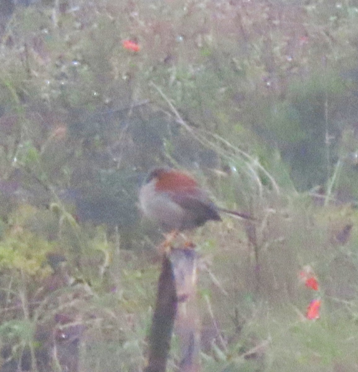 Rufous-backed Inca-Finch - ML634396289