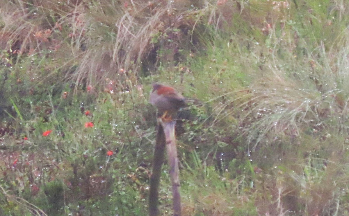 Rufous-backed Inca-Finch - ML634396290
